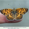 melitaea abbas turanchay male1